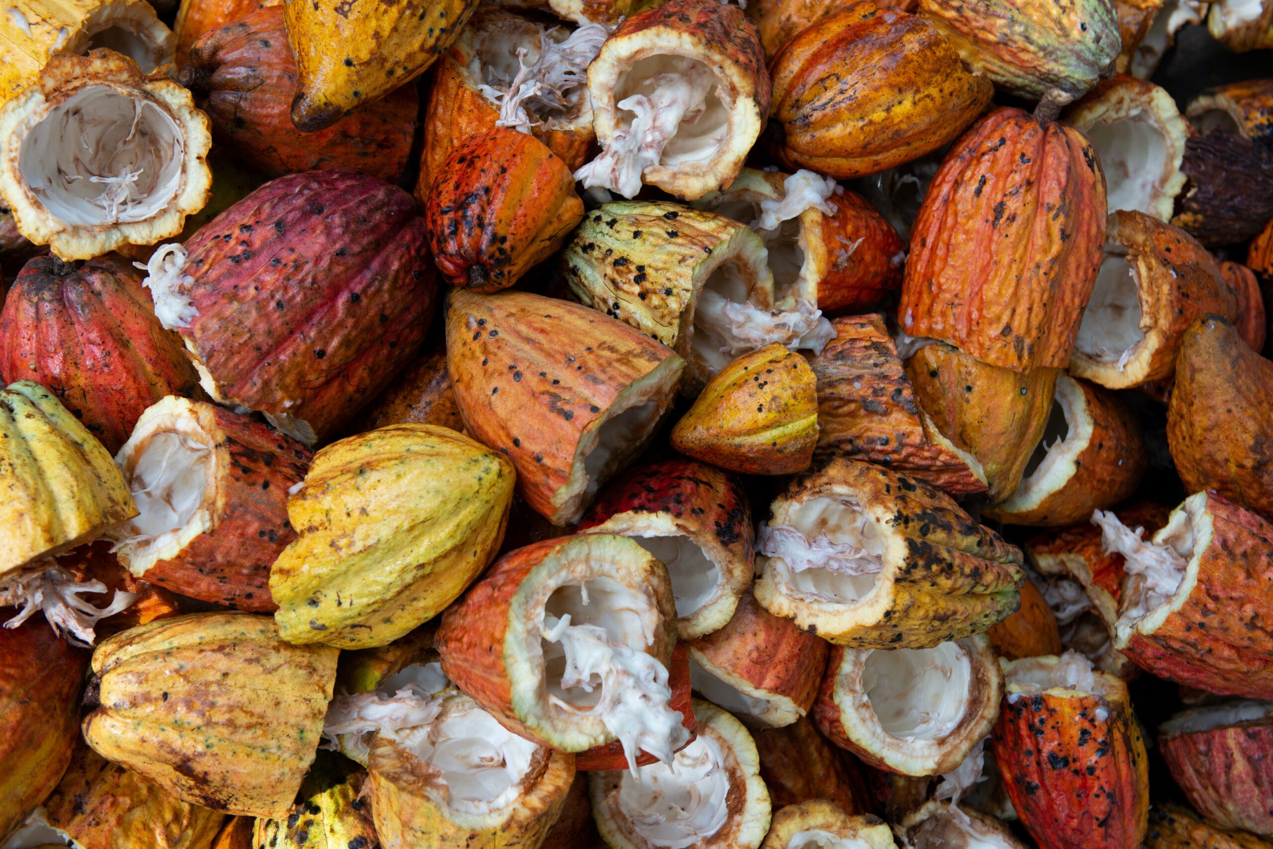 A pile of cocoa pod husks